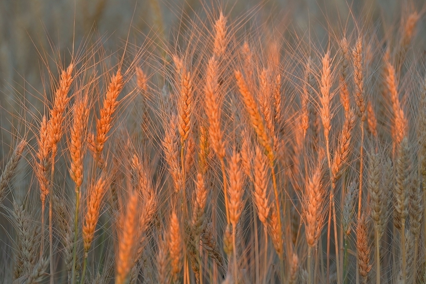 In den Sonnenuntergang.
