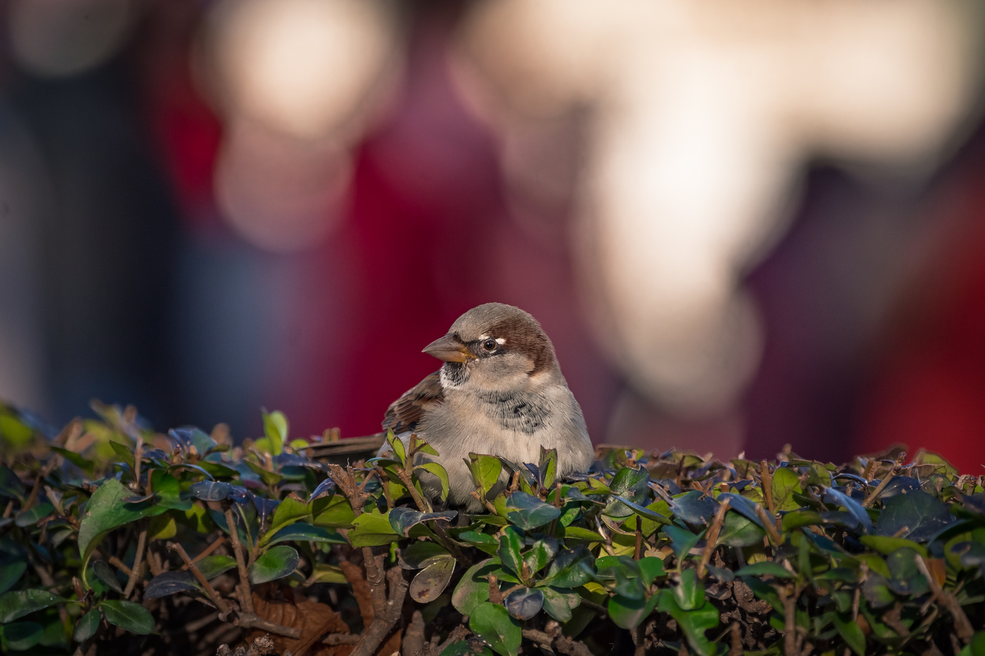 Gorrión observando.