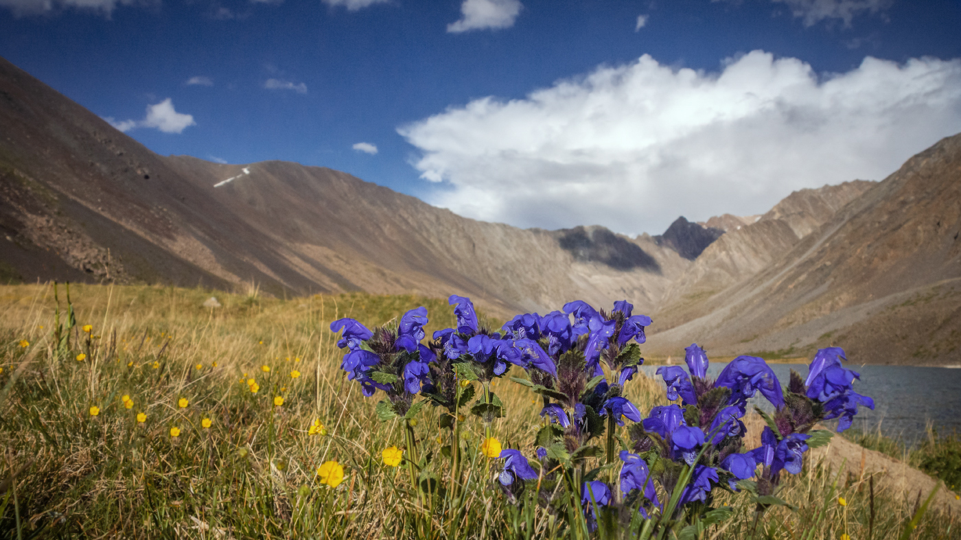 Mountain flowers ...