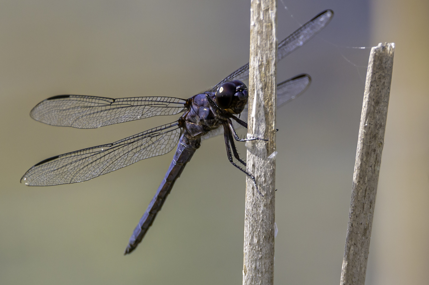 Another Dragonfly Closeup