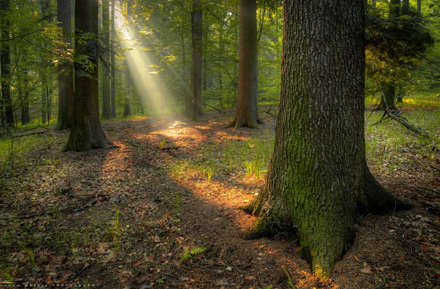 A new forest is born, between the trees.