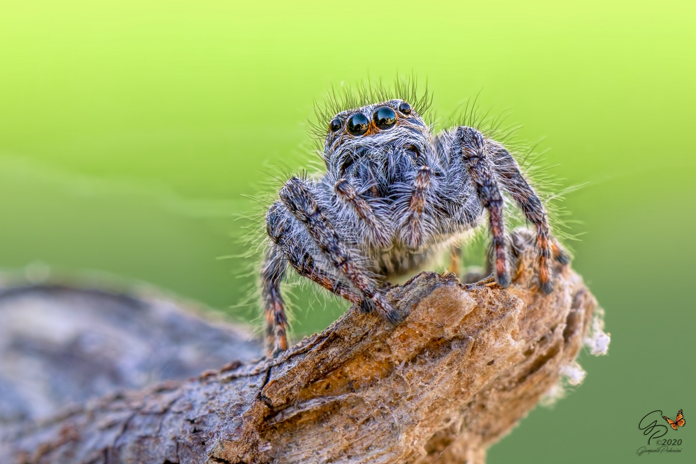 Jumping spider