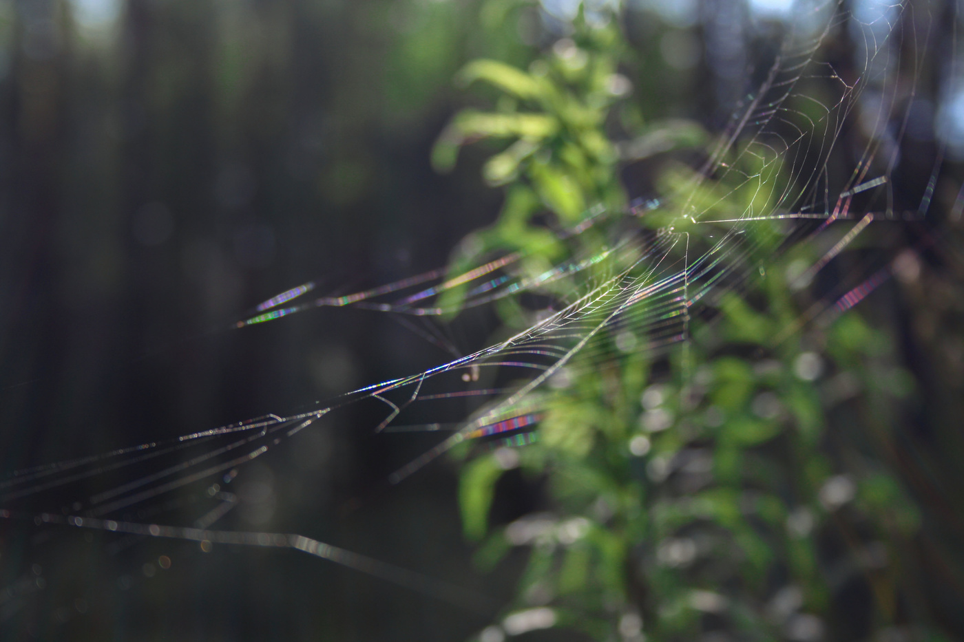 Rainbow SpiderWeb