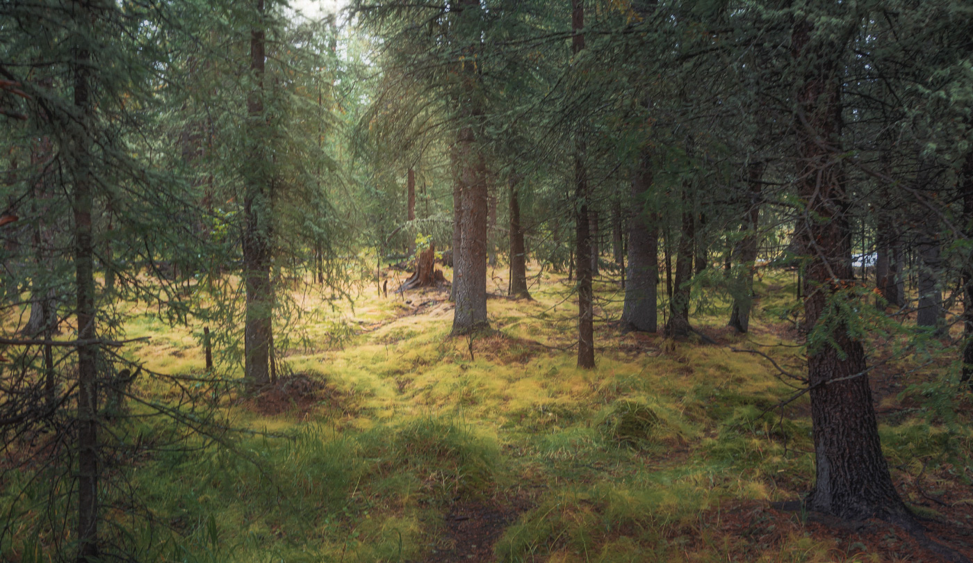 Sunny day, in the forest ...