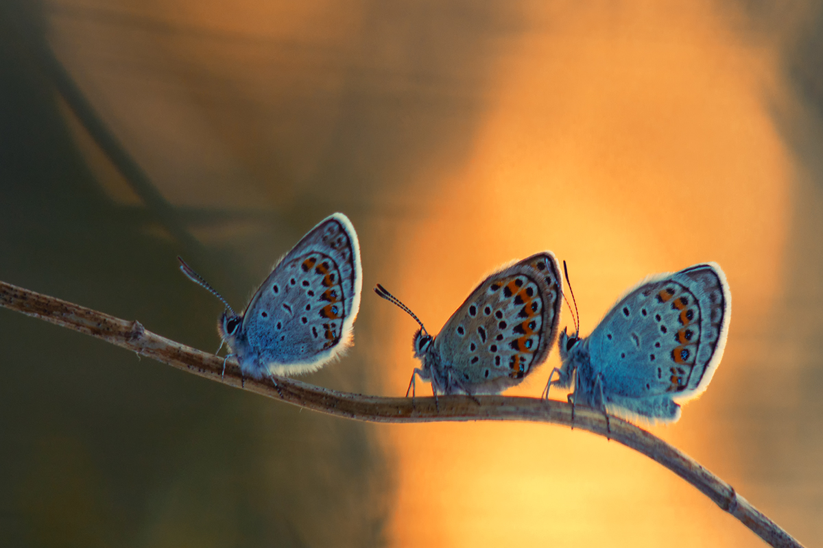 Gemeinsam fröhlich zu Fuß