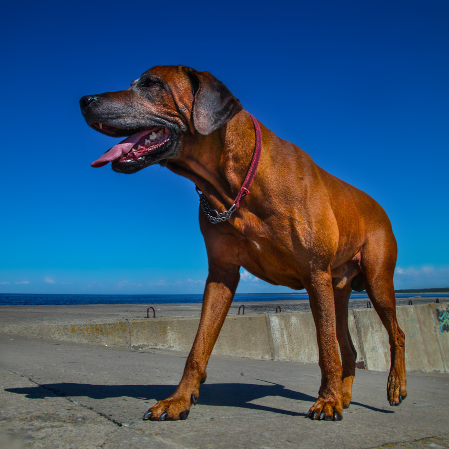 Ridgeback