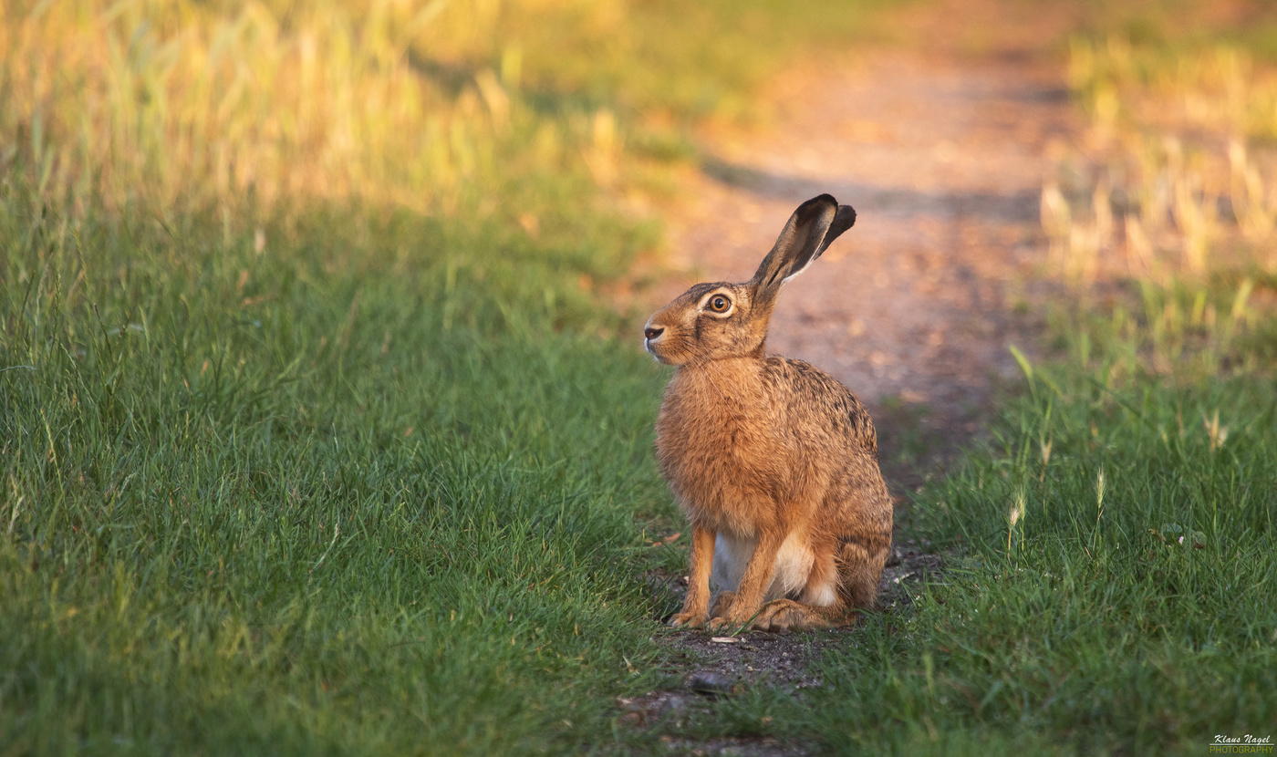 European hare