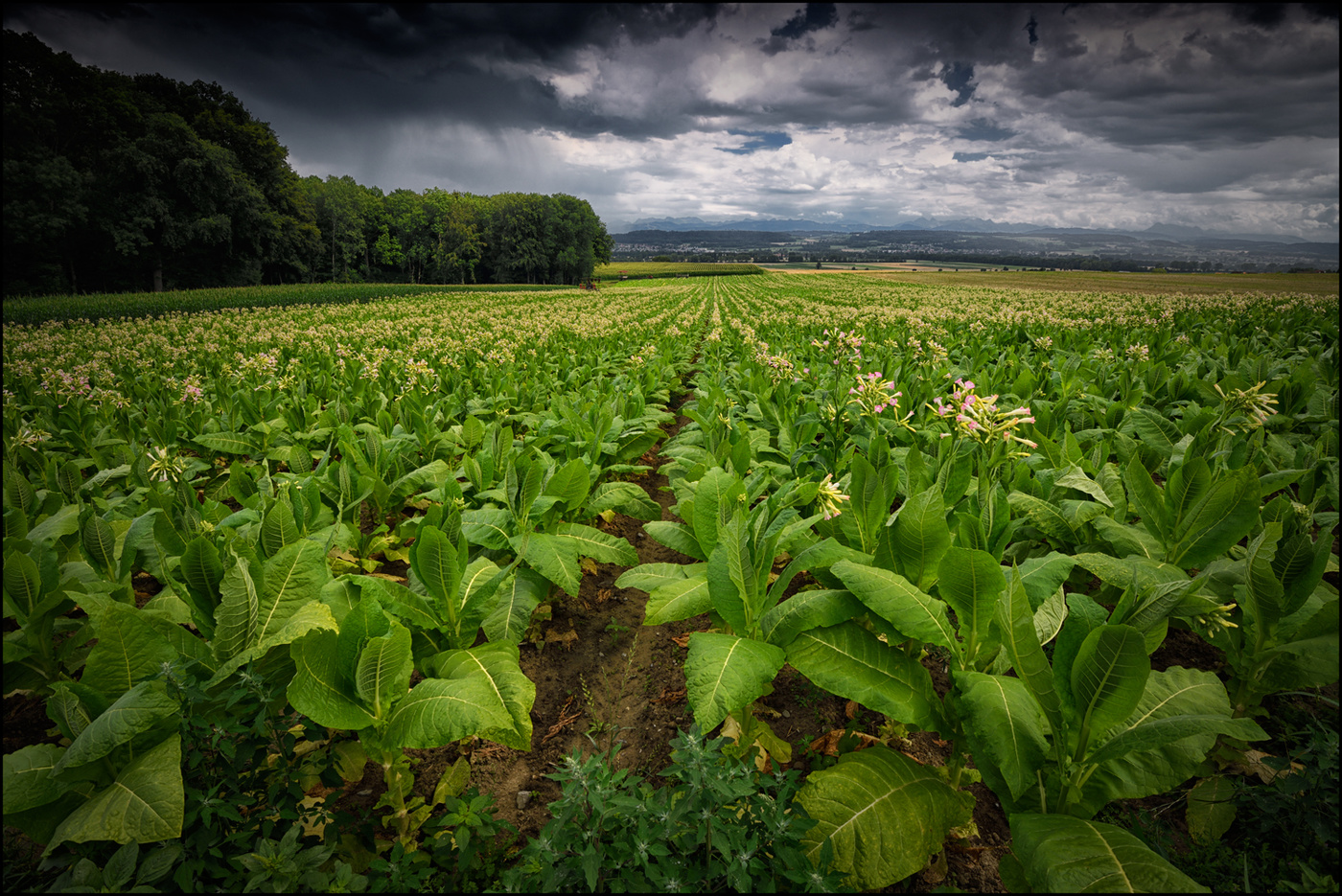 Tabakfeld