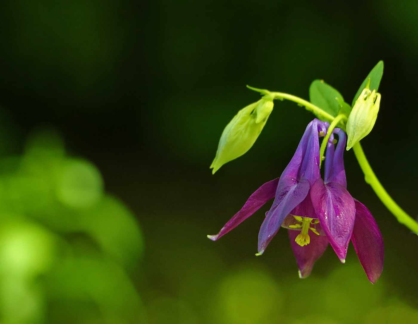 Aquilegia