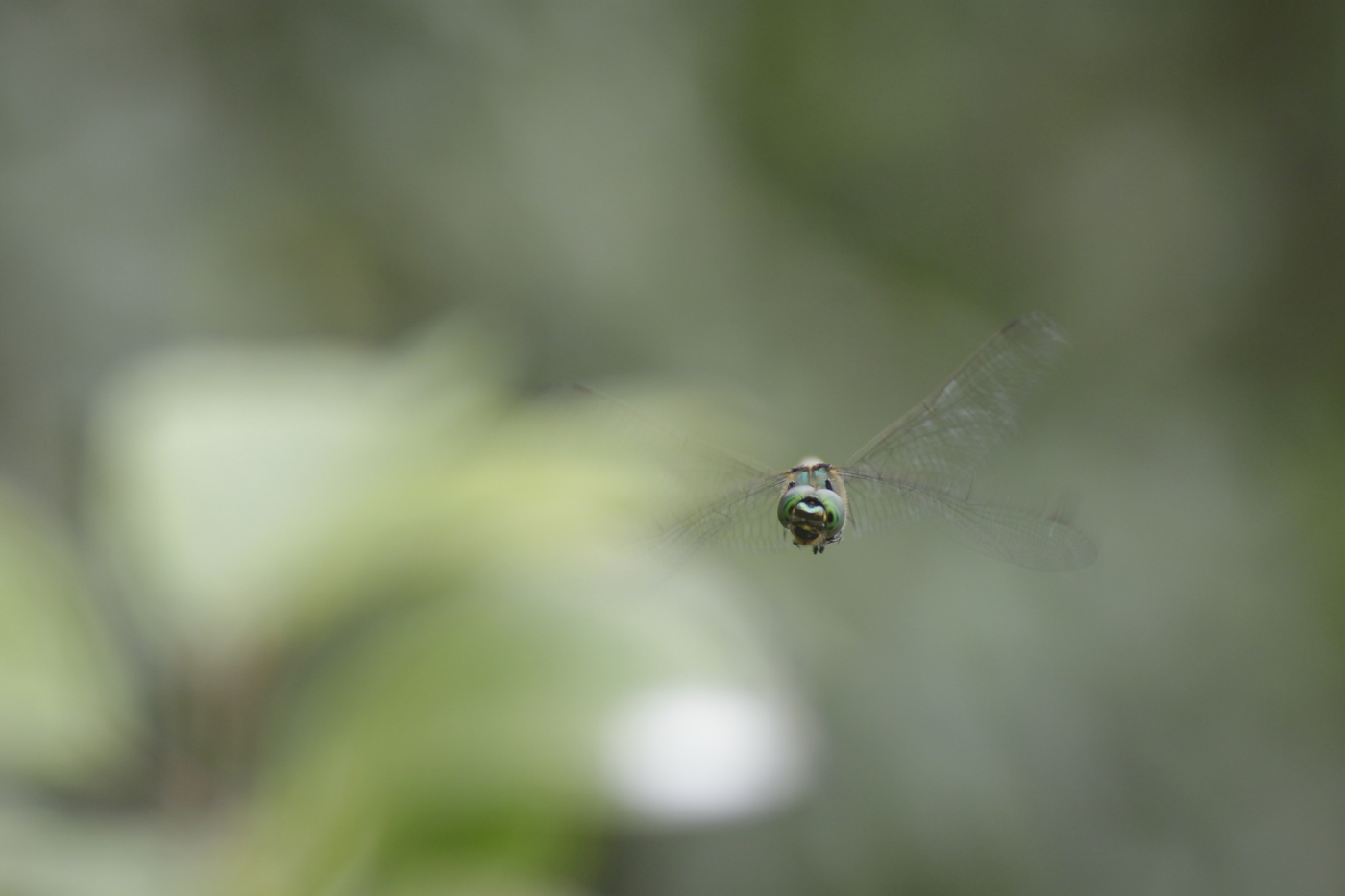 Dragonfly