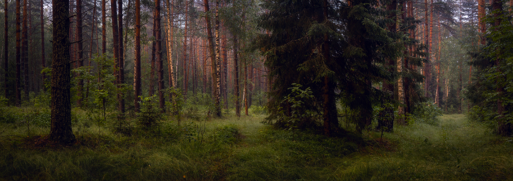 Evening forest