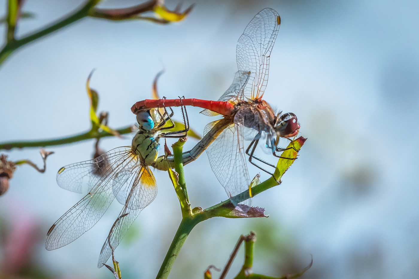 Reproducción de libélulas.