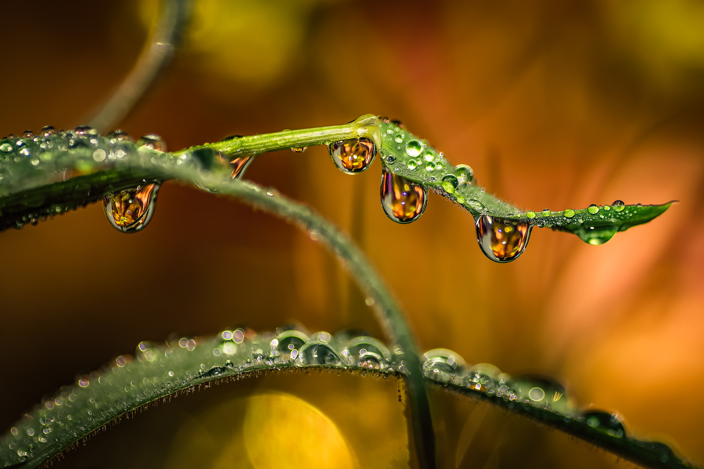 Lagrimas en el recuerdo.