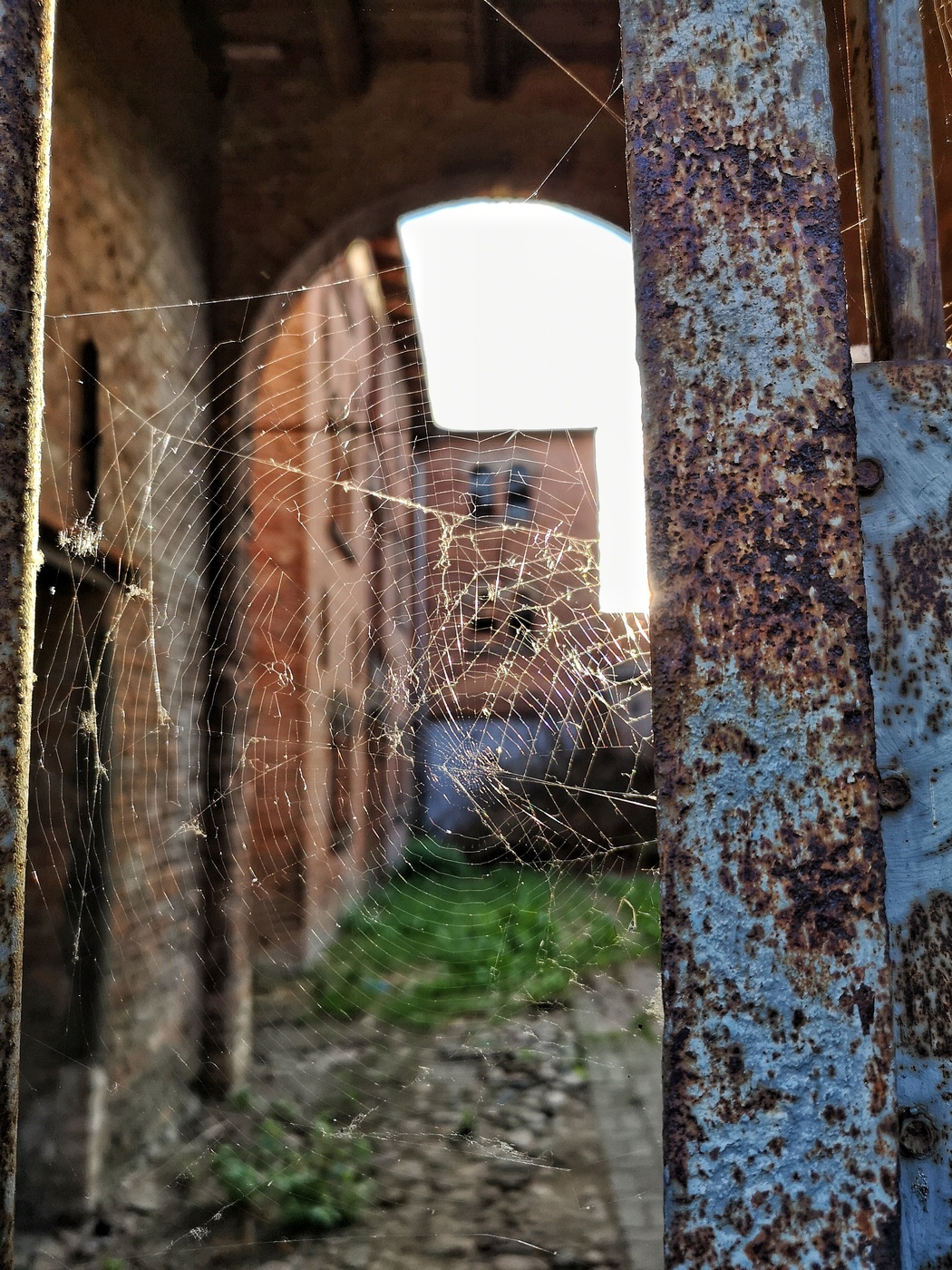 Spinnennetz im Abendlicht