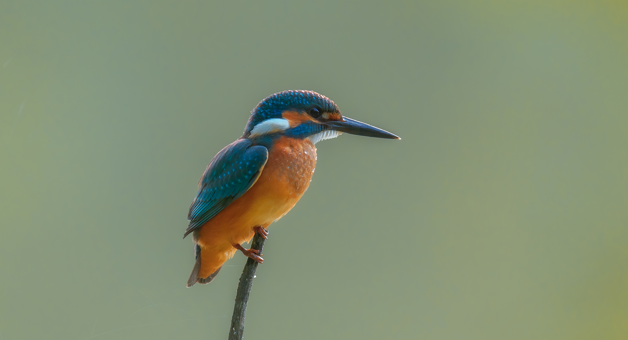 Kingfisher
