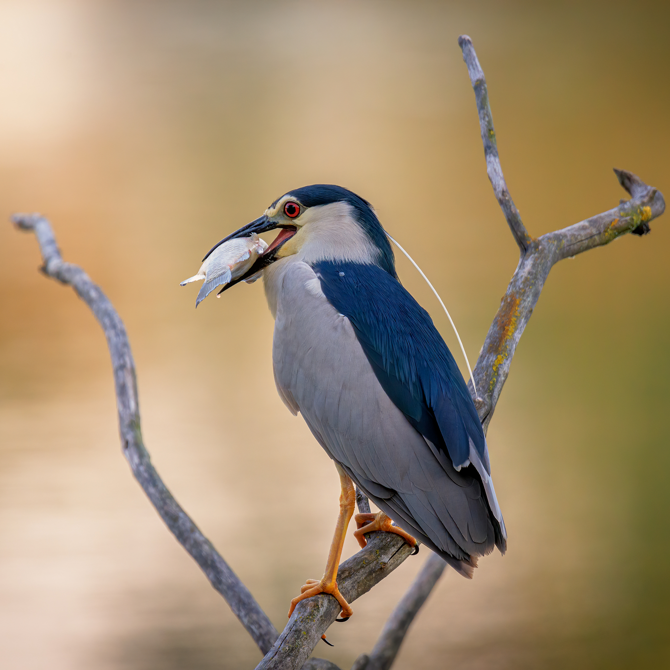 Morgen auf dem Fluss