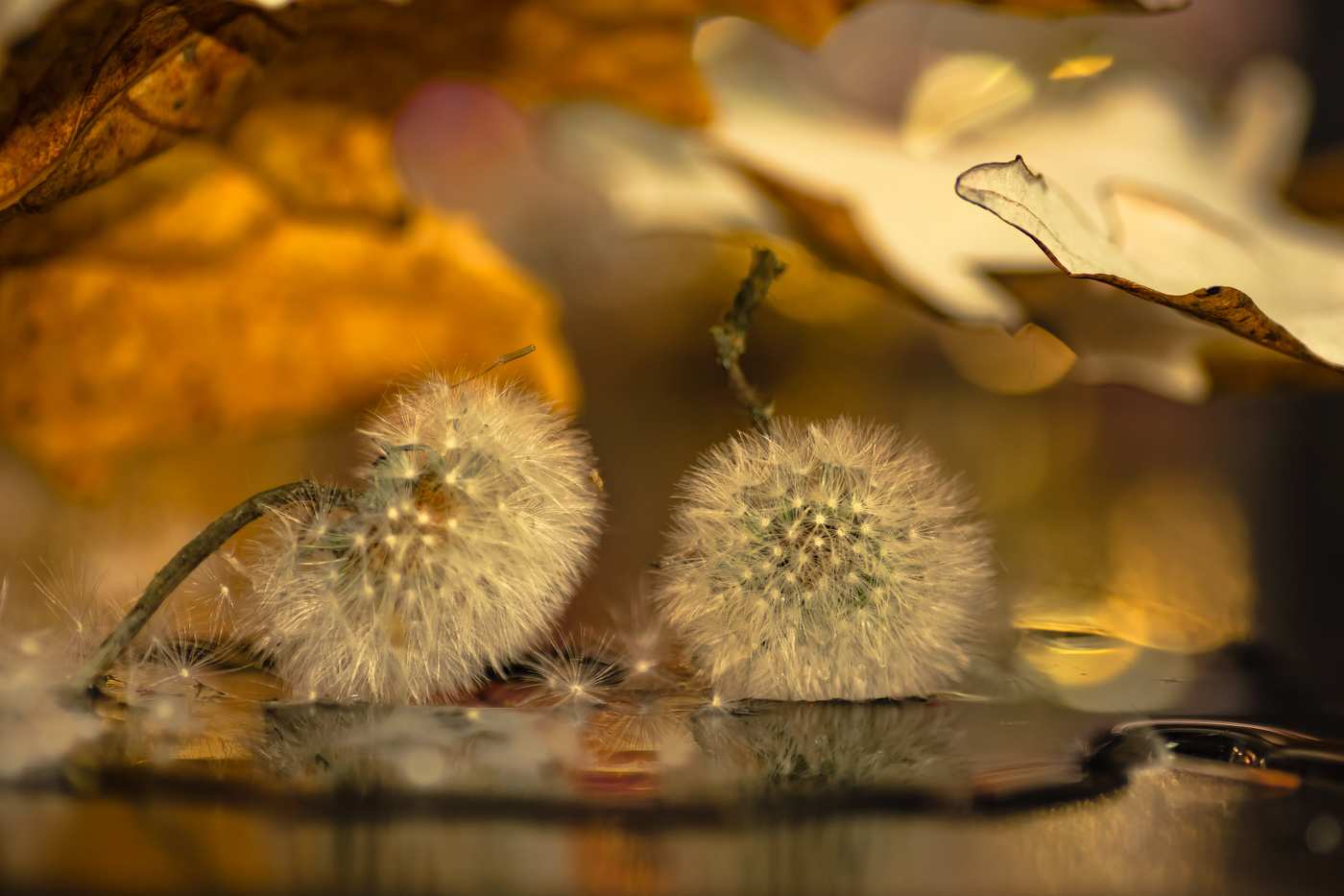 Naturaleza envejecida.