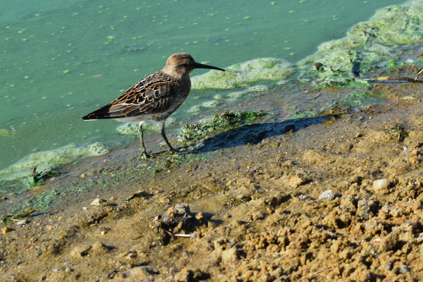 Wandern entlang der Küste