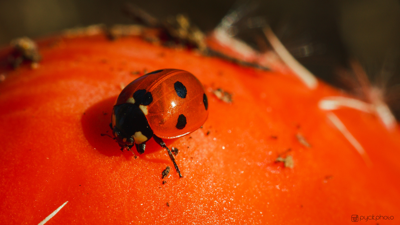 Marienkäfer-