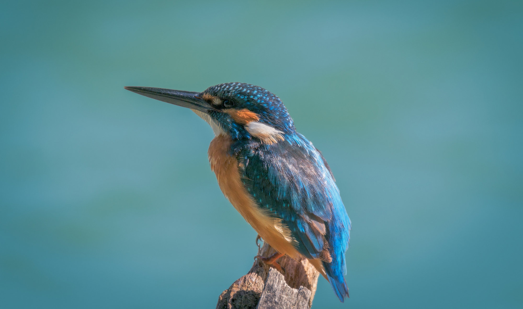 Kingfisher