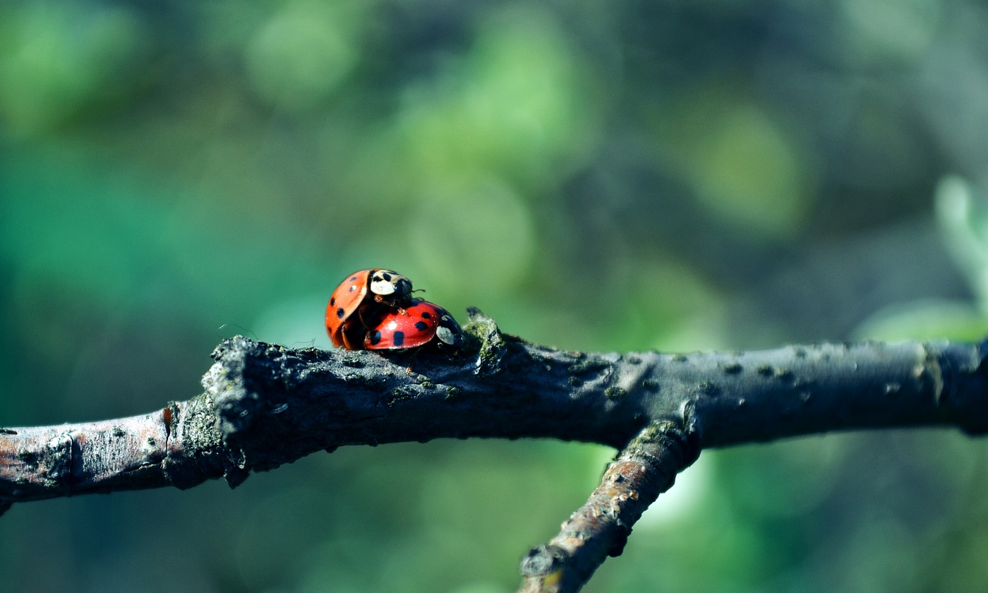 Tylko dla dorosłych