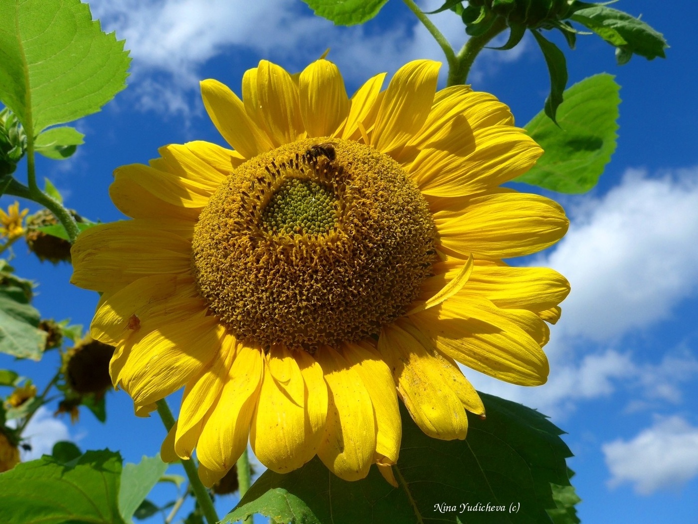 Sunflower