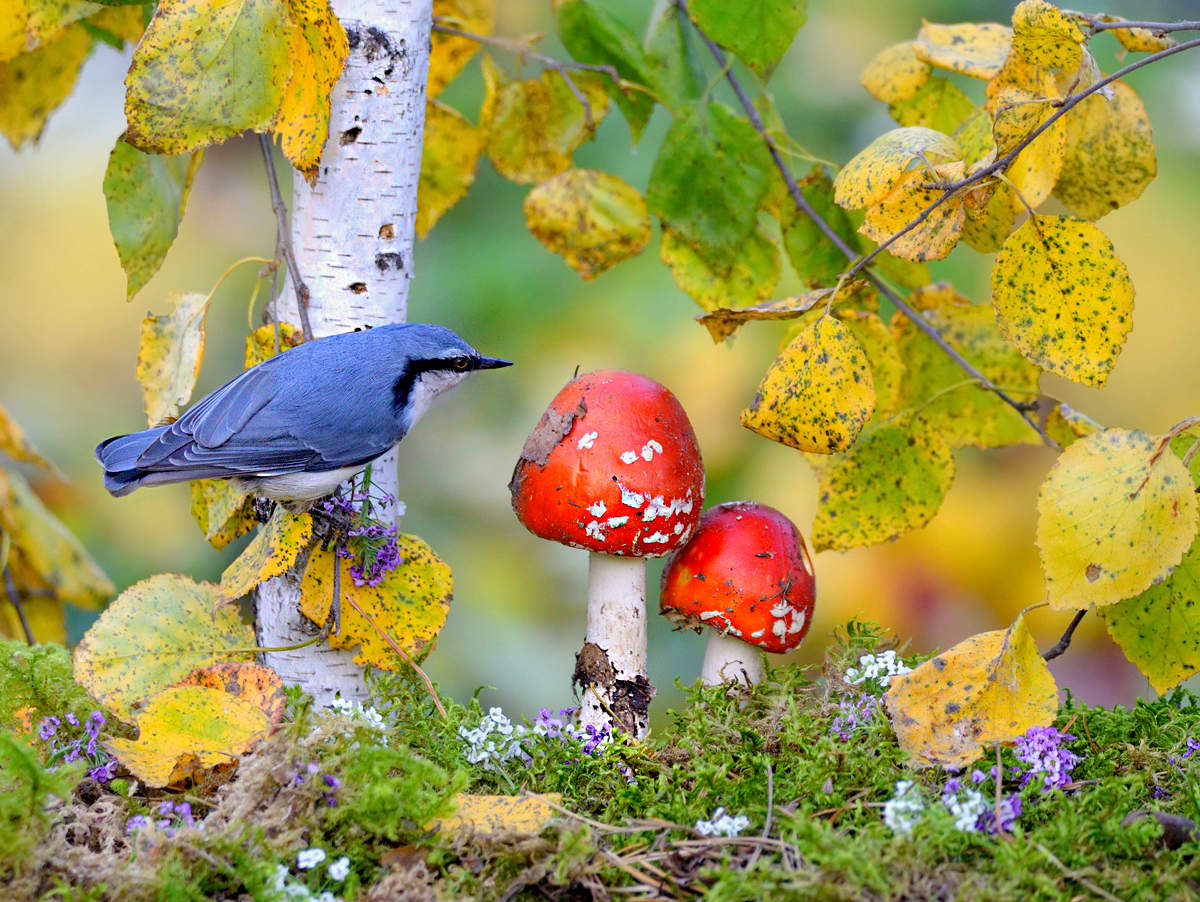 in den herbstlichen Wald