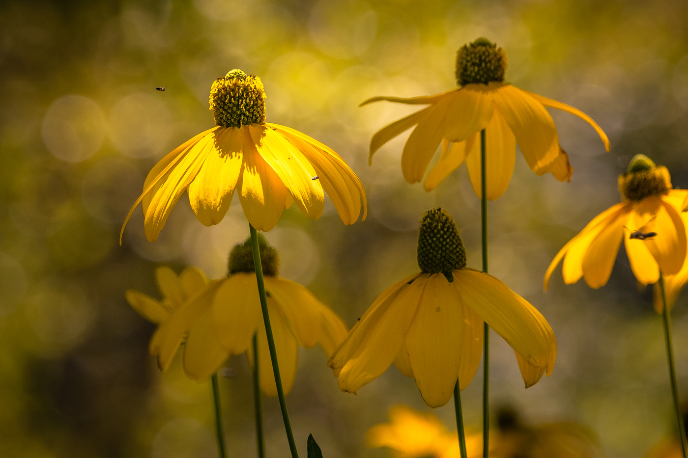 Jardín de las flores.