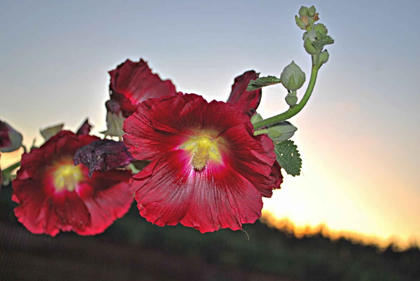 Im Licht des Sonnenuntergangs.