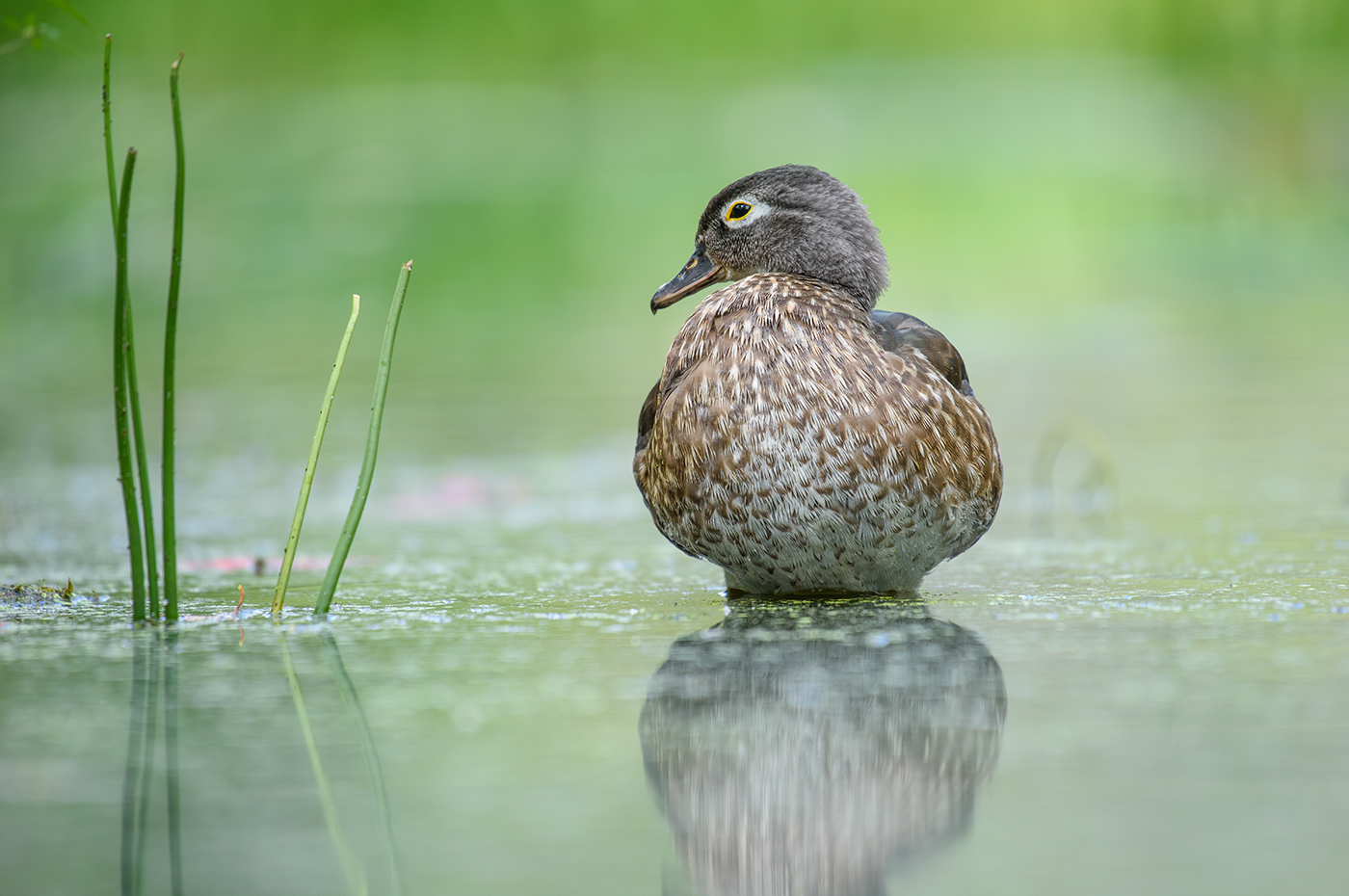 Wood duck (female)