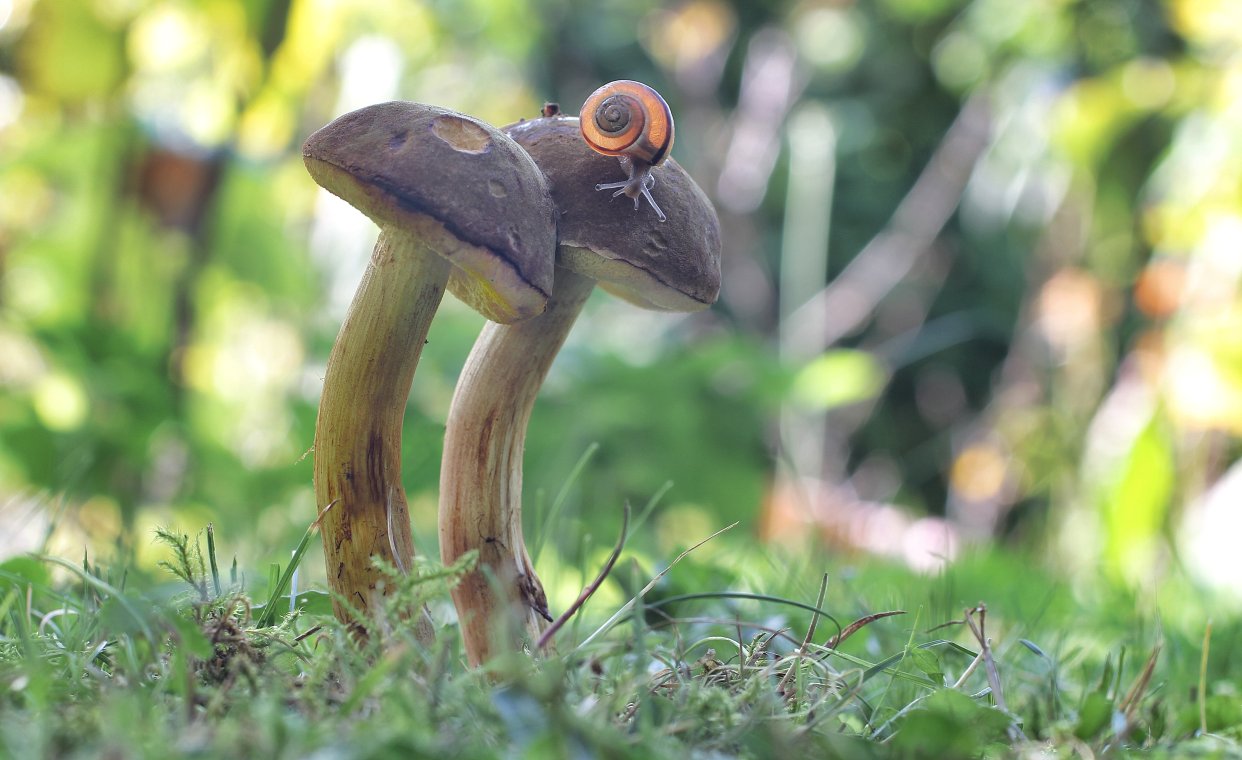 auf der sonnigen Wiese