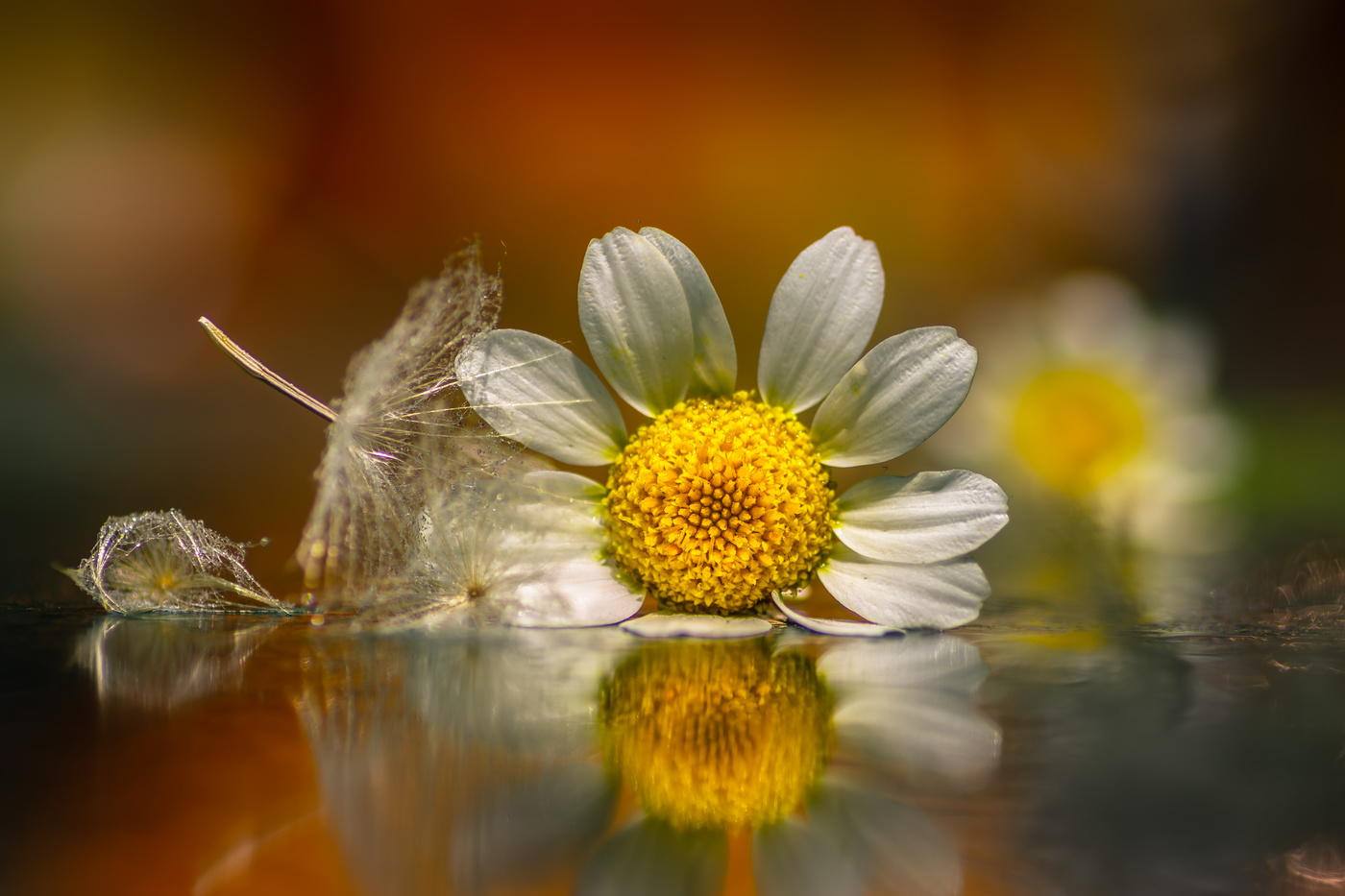 Flores en pose de estudio.
