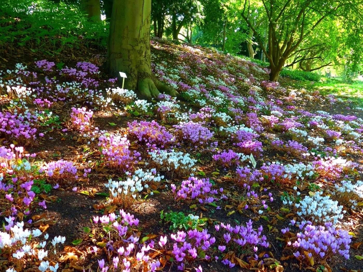 Loki Schmidt Garten Hamburg