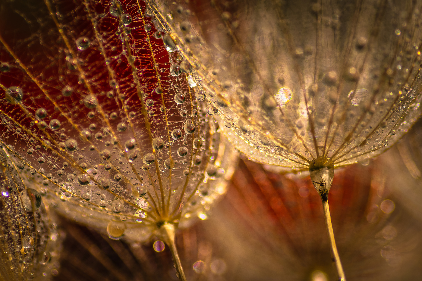 Delante de la amapola.