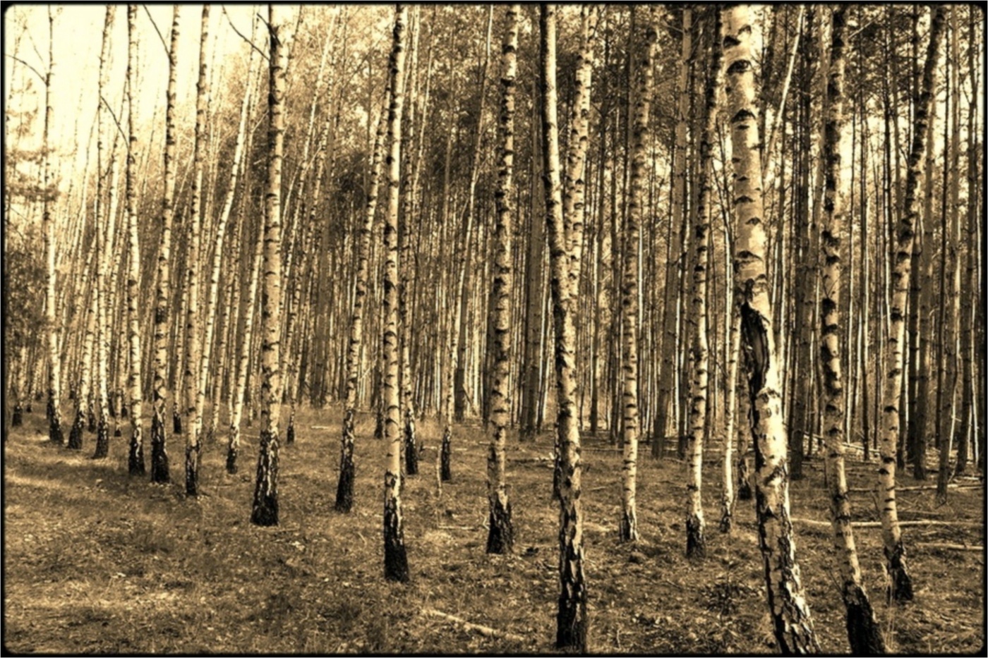 birch-trees