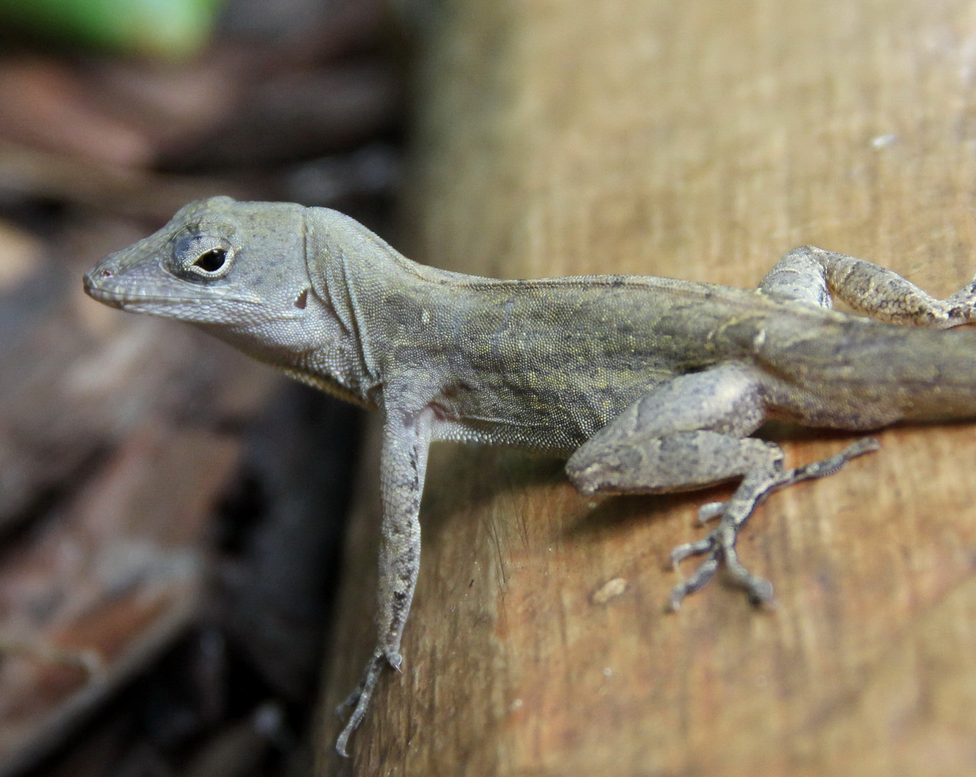 Seit undenklichen Zeiten
