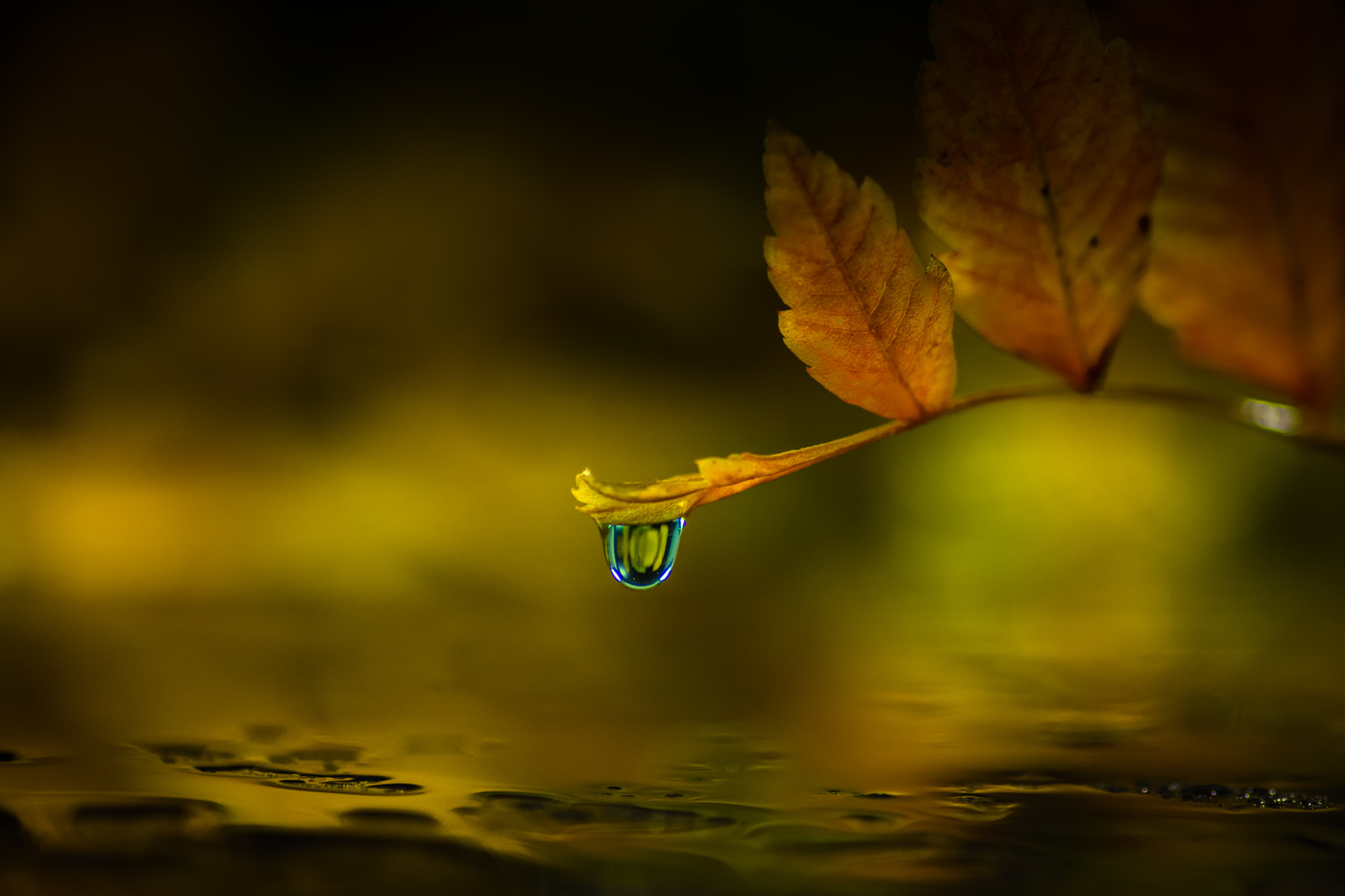 Gota para el invierno.