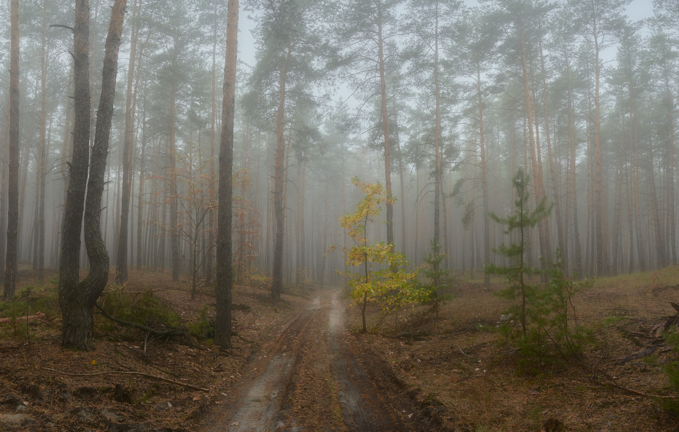 Morgen in einem Kiefernwald