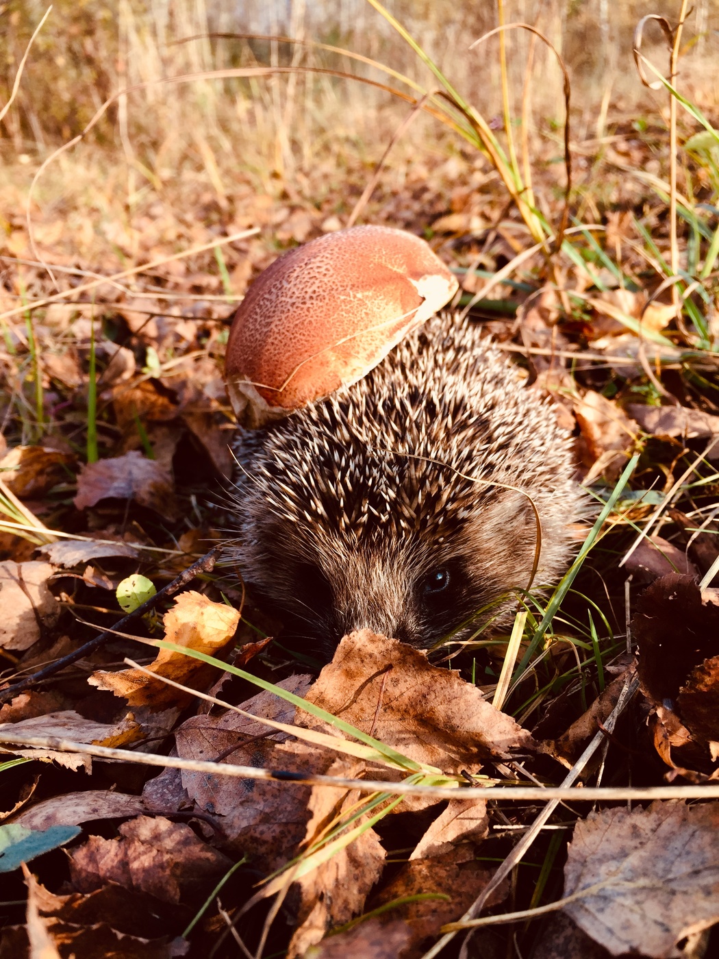allen Farben des Herbstes