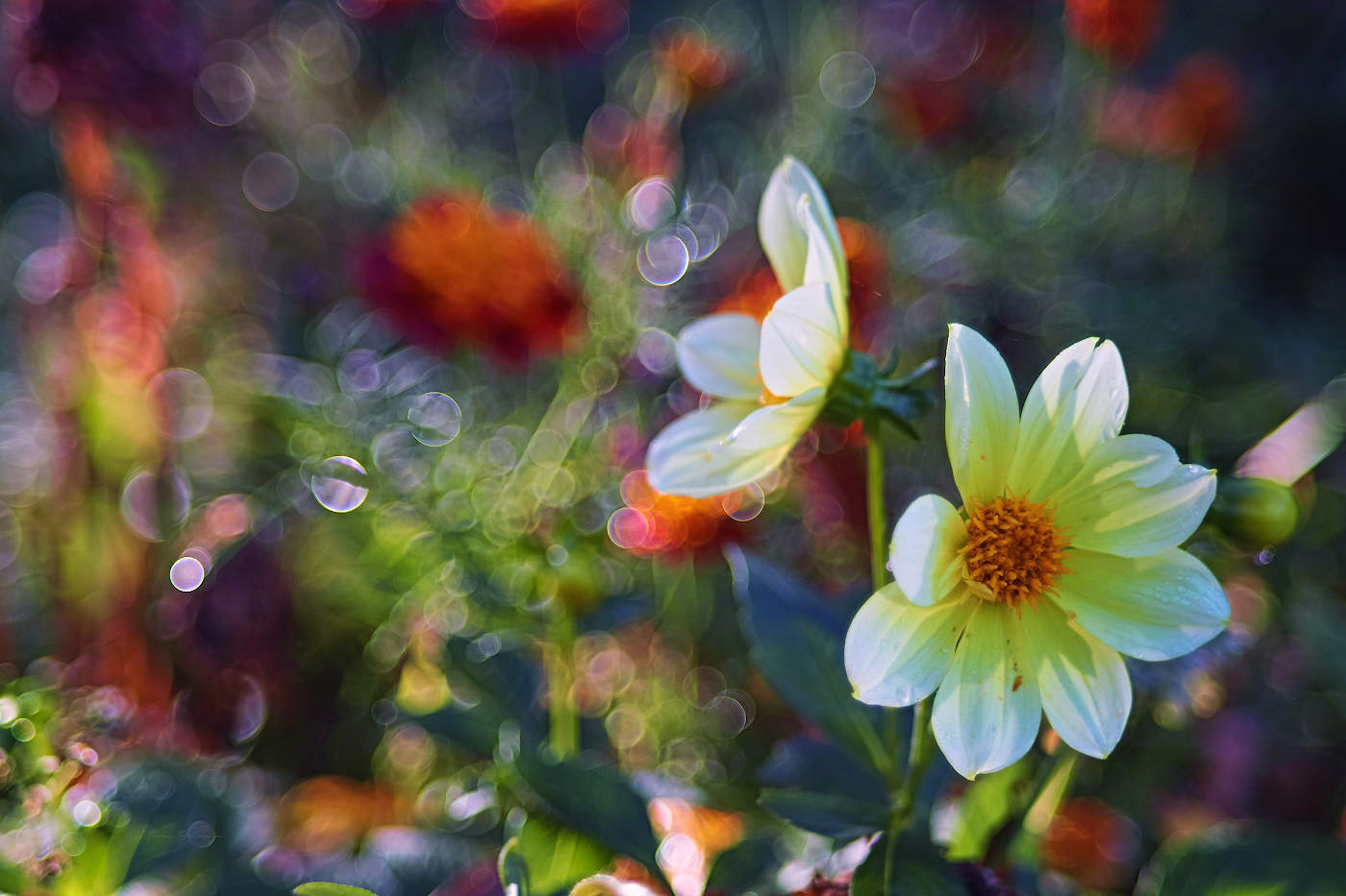 allen Farben des Herbstes