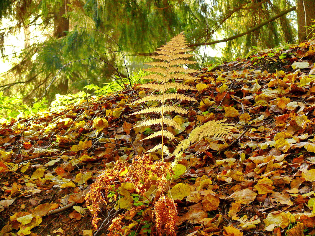 allen Farben des Herbstes