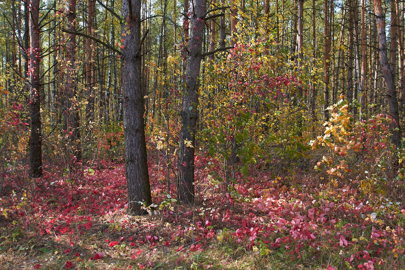 allen Farben des Herbstes