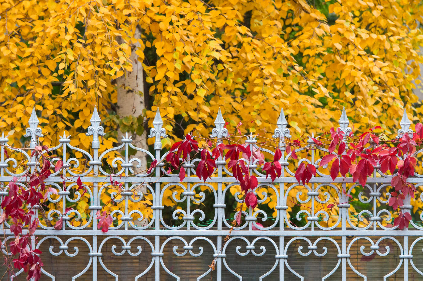 allen Farben des Herbstes