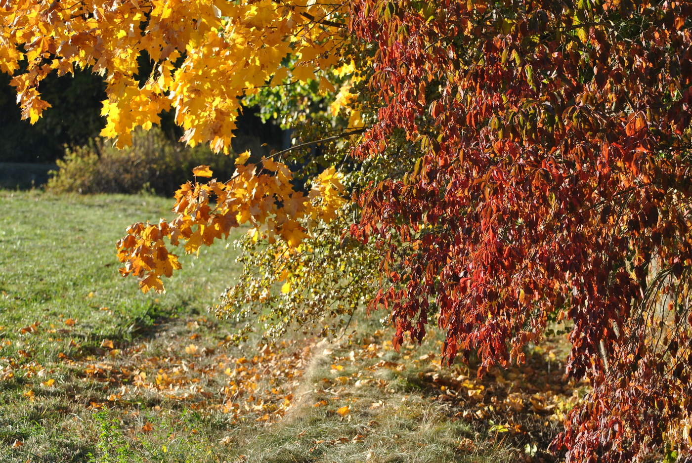 allen Farben des Herbstes