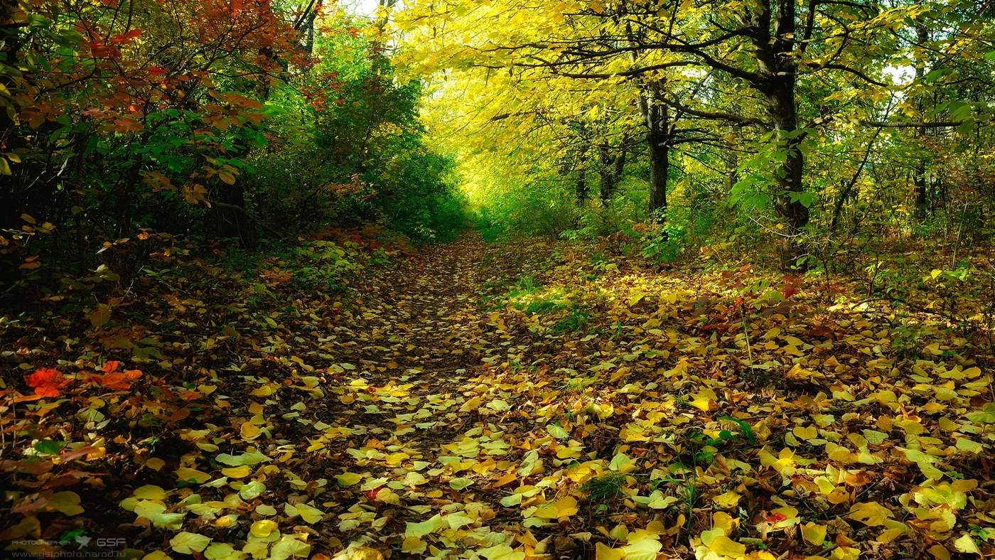 allen Farben des Herbstes