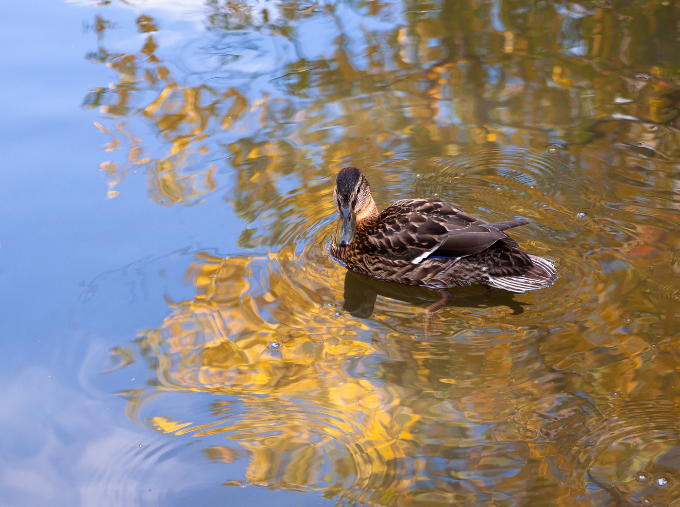 allen Farben des Herbstes