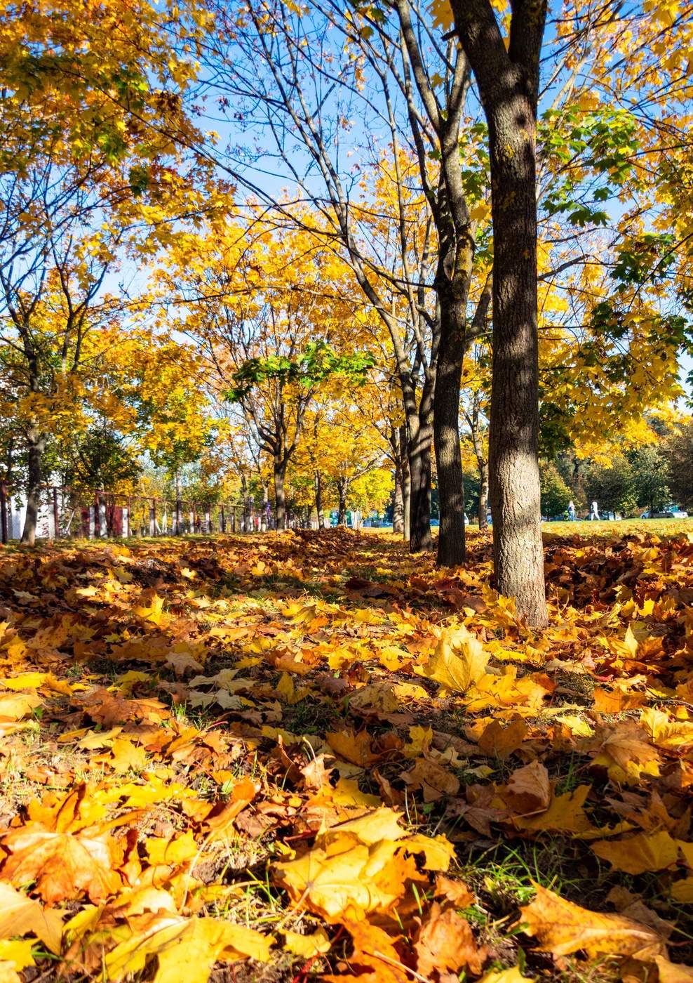 allen Farben des Herbstes