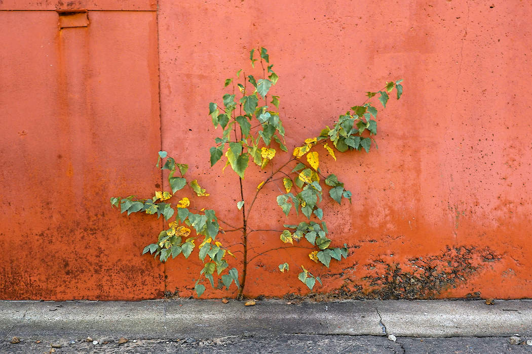 allen Farben des Herbstes