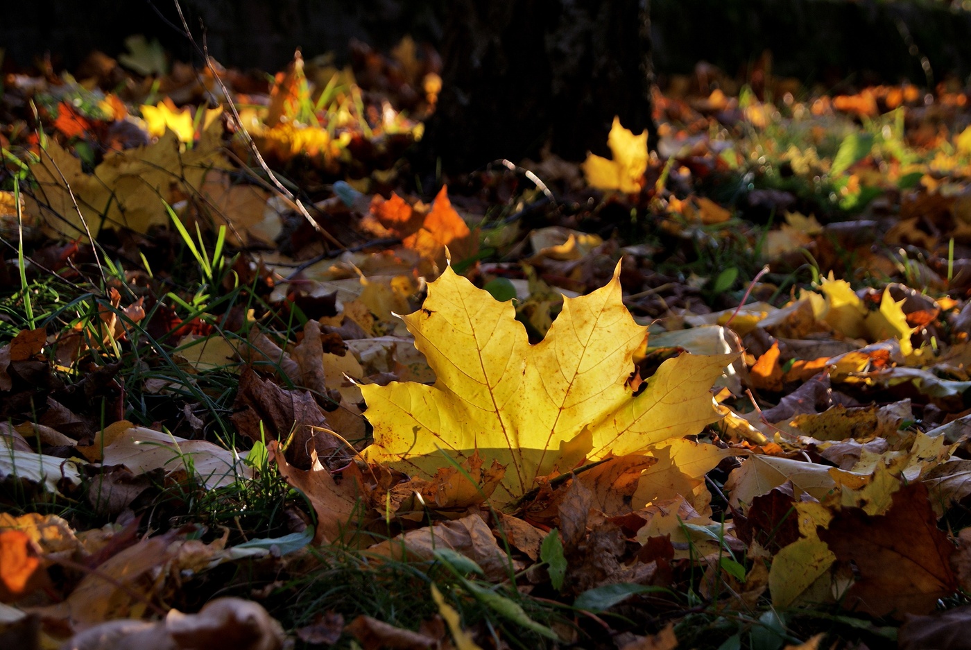 allen Farben des Herbstes