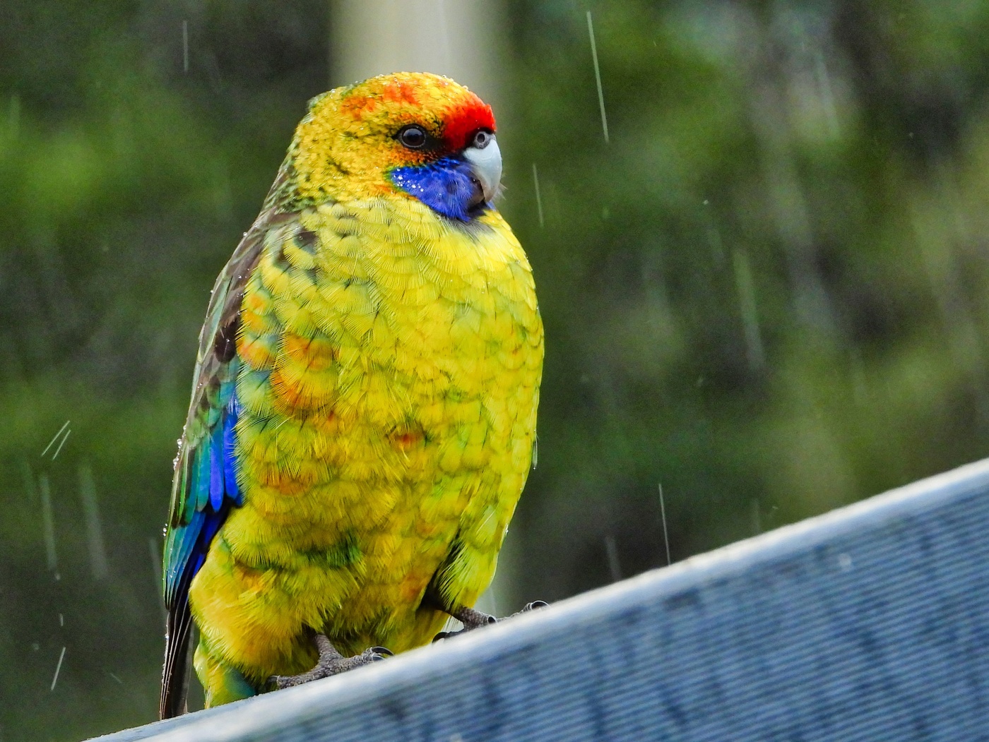Green forrest Roselle "Girls"